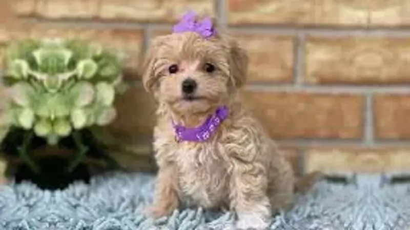 Maltipoo Puppies