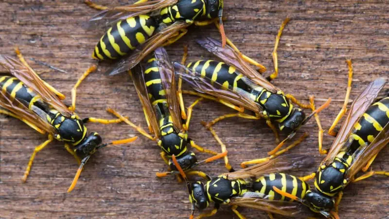 Different Types of Wasps