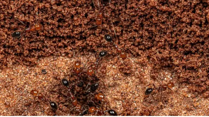 Fire Ant Exterminator Case Studies