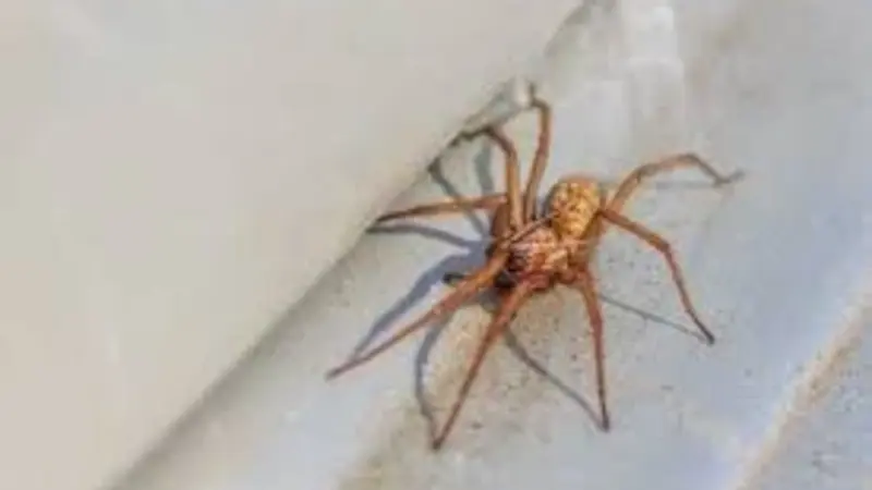 Hobo Spider Bite